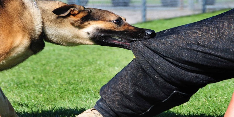 Dog Bite law software for INDIVIDUALS