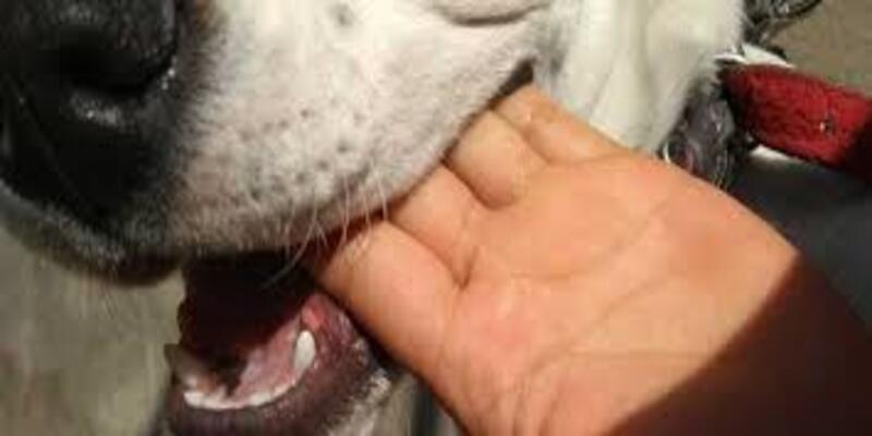 Dog Bite INDIVIDUAL Software